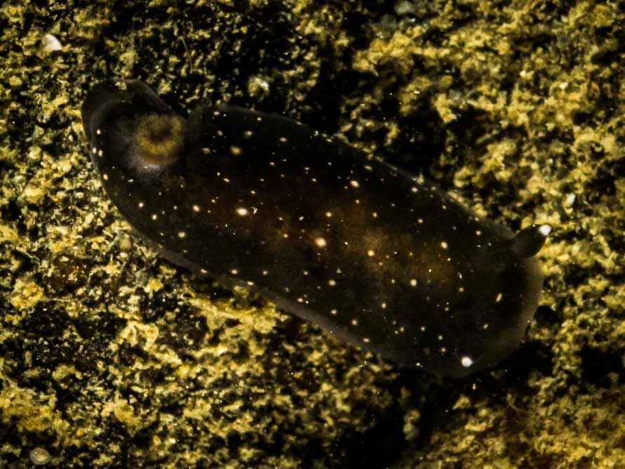 Dendrodoris nigra